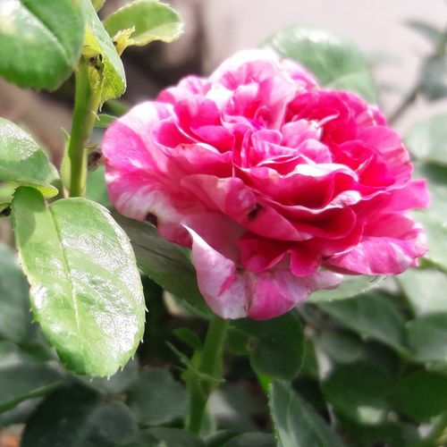 Rosa Gaudy™ - roz - alb - Trandafir copac cu trunchi înalt - cu flori în buchet - coroană tufiș